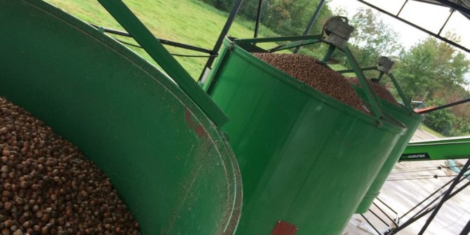 Fındık yerden toplanıyor, makinede kurutuluyor