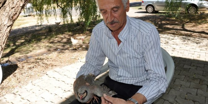 Kaçak avda kullanılan kekliğe vatandaş sahip çıktı