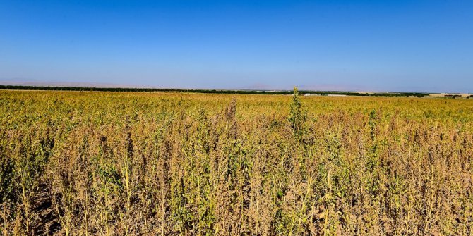 Kinoa’da hasat zamanı