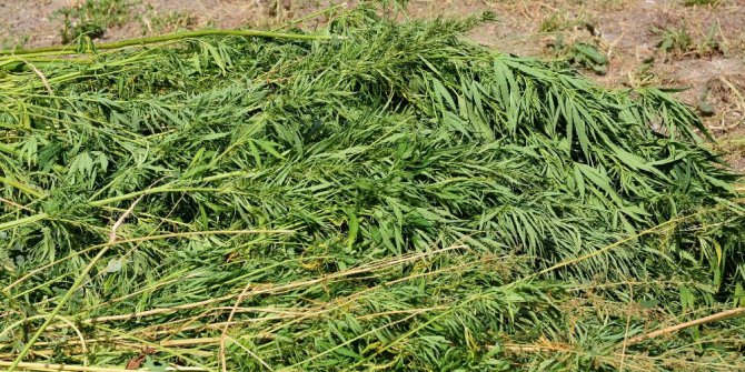 Mısırların arasında kök kenevir ele geçirildi