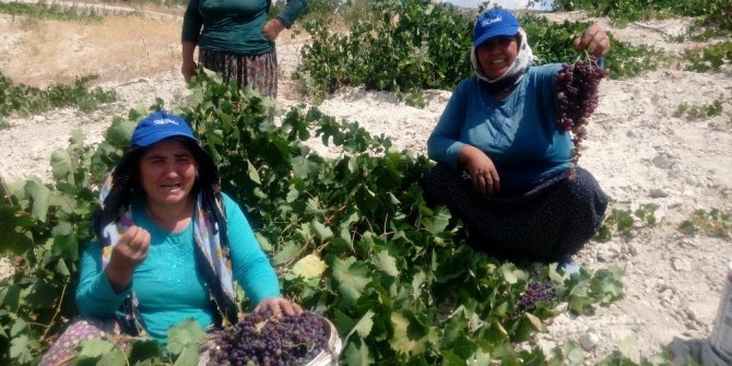 Gülnar’da kişniş üzüm hasadına başlandı
