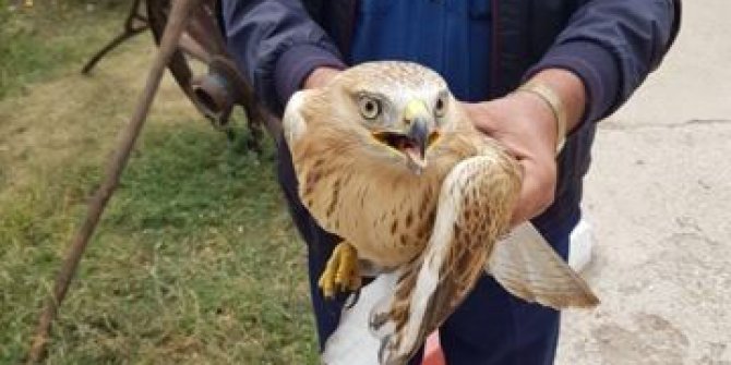 Yaralı doğan tedavi altına alındı