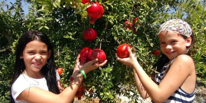 Mersin’de ilk nar hasadı yapıldı