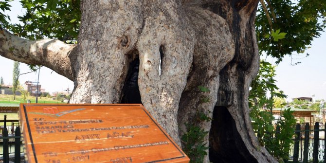 Battalgazi’nin Çınarı zamana meydan okuyor