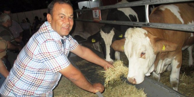 Almanya ve Avusturya’dan bin düve ithal edilecek