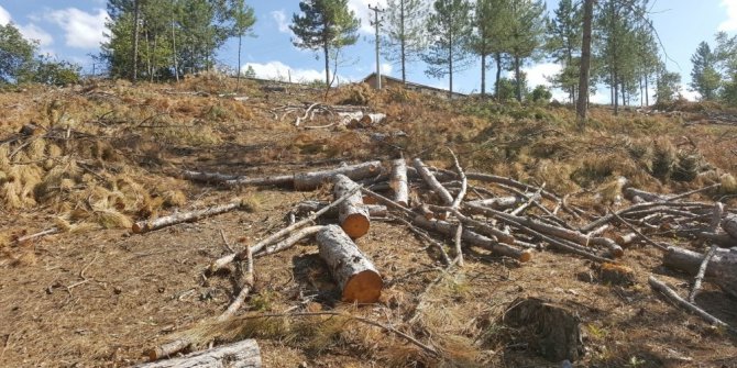 Şaphane’de ağaç katliamı