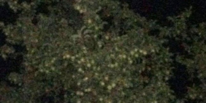 Ayının, meyve ağacında yemek keyfi