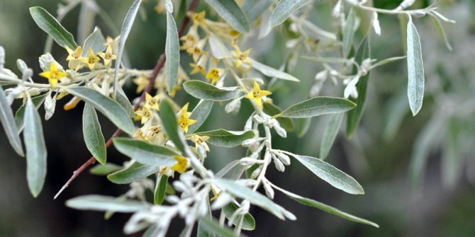 İğde Eylem Planı ile 1 milyondan fazla fidan toprakla buluşacak