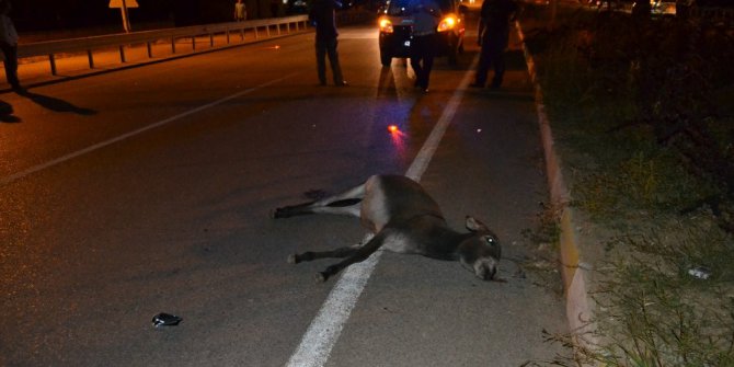 Başıboş hayvanlar kazaya neden oldu