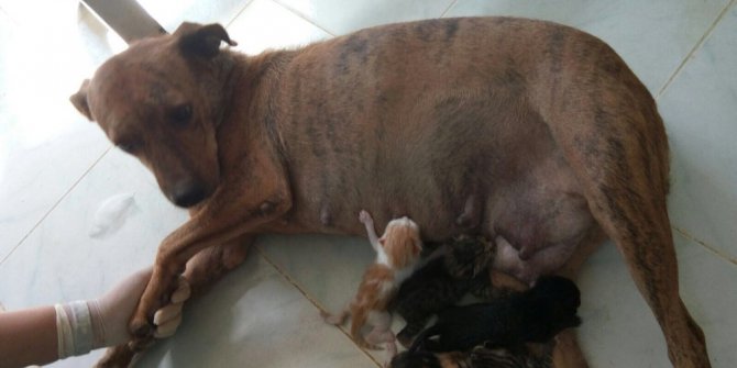 Sokak köpeği 5 kedi yavrusunu emzirerek annelik yaptı
