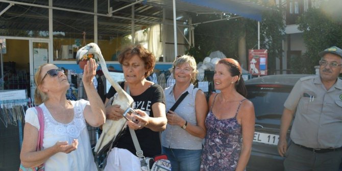 Hayvan dostları flamingoya sahip çıktı