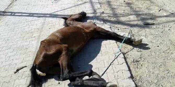 Aşırı yüke dayanamayıp düşen atı ölüme terk ettiler