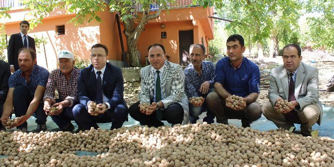 Adıyaman’da Ceviz Hasadı Başladı