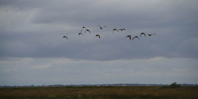 Kuş Cenneti Sosyal Medyadan Takip Edilebilecek