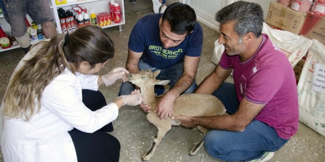Yaralı dağ keçisine vatandaşlar sahip çıktı