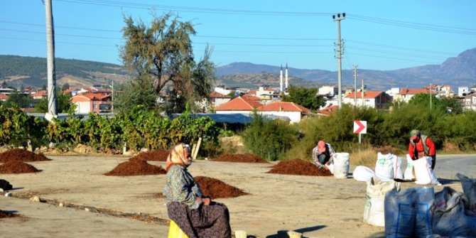 Üzümler çuvala girdi, üretici fiyat bekliyor