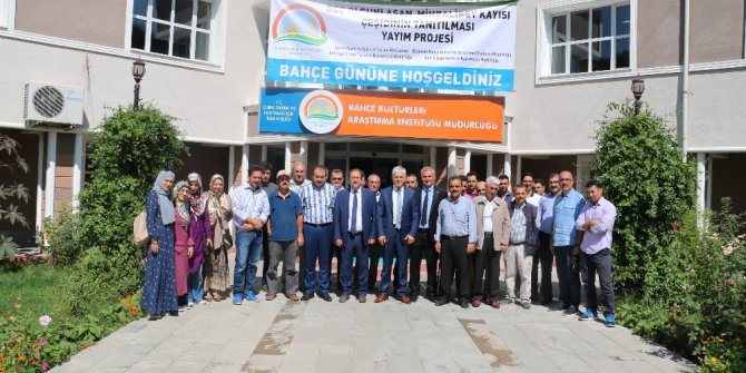 Erzincan’da Eylül’de Kayısı hasadı