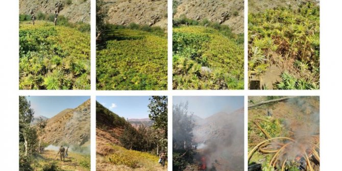 Bingöl’de 148 kilo kubar esrar ile 1 milyon 59 bin kök kenevir ele geçirildi