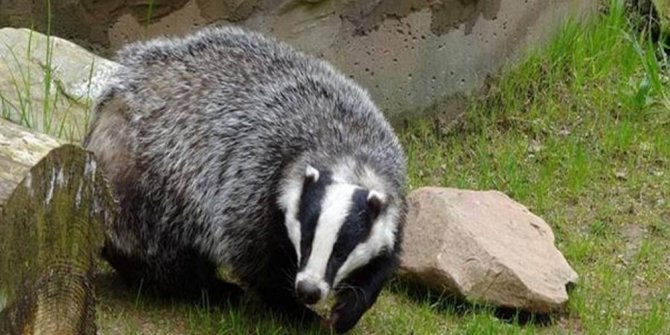 Apartmanın bodrum katından porsuk çıktı