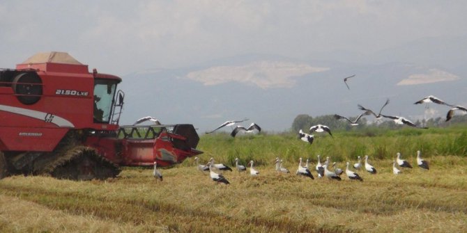 Mersin’de çeltik hasadı başladı