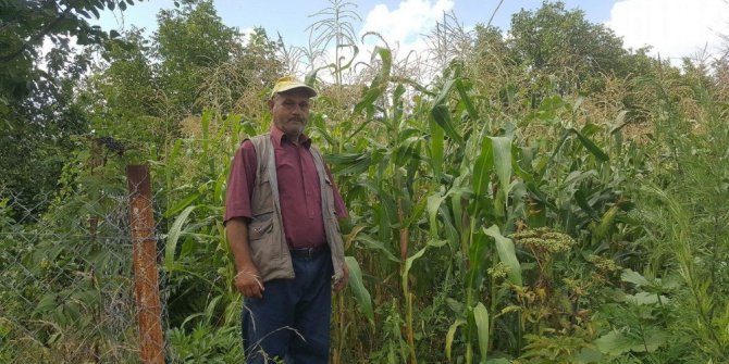 Domuzlar mısır tarlalarına zarar veriyor