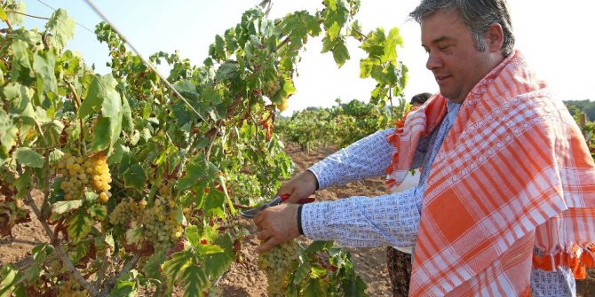 Buca ilk hasat için gün sayıyor