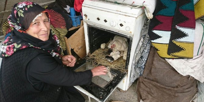 Ocaklı fırını kuluçka yaptı