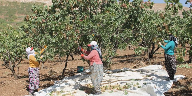 Fıstıkta verim arttı, üreticiyi çalınma korkusu sardı