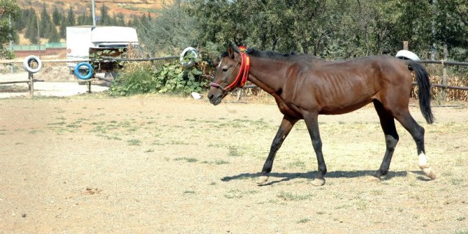 Ölüme terk edilmişti, şimdi dörtnala koşuyor