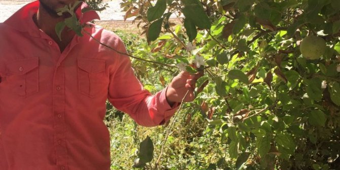 Elma sonbaharda çiçek açtı, hem de dalında meyvesiyle