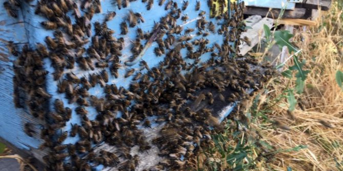 Yaz kuraklığı bal üretimini olumsuz etkiledi