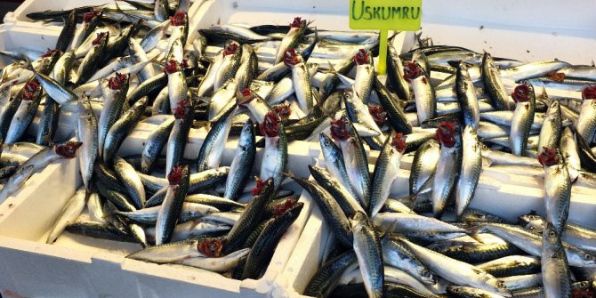 Bandırma’ya 40 yıl sonra uskumru akını