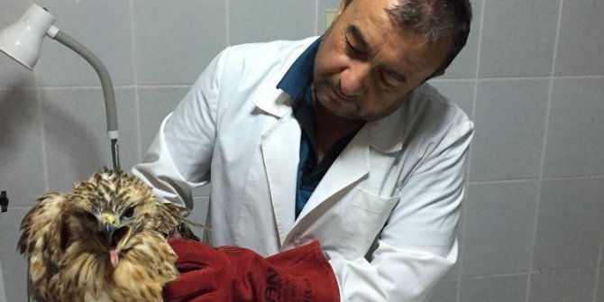 Yaralı şahin yaşama tutundu