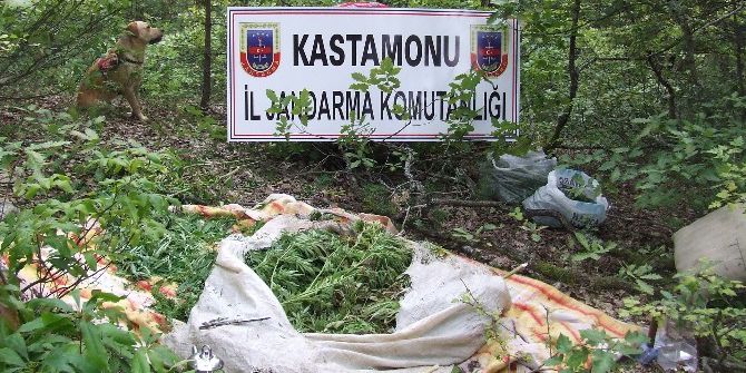 Kastamonu’da 10 Kilogram Esrar Ele Geçirildi