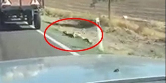 İple römorka bağlanan köpek metrelerce sürüklendi