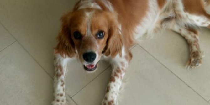 Kayıp köpeği bulana ödül