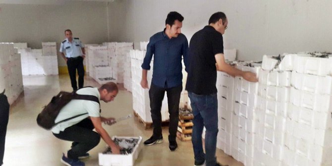 Yasal boy sınırı altında avlanan 10 ton istavrit ve 390 kilo tekire el konuldu