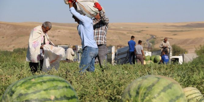 Diyarbakır karpuzu görücüye çıktı: En büyüğü 52 kiloyu aştı