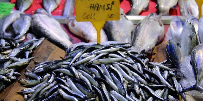 Sezonun ilk hamsisi 15 liradan satılıyor