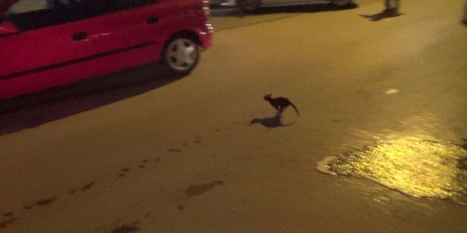 İtfaiyeden Kedi Kurtarma Operasyonu