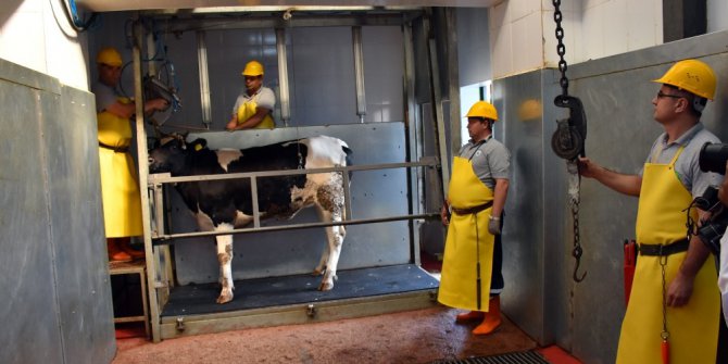 Tekirdağ’da sersemletme yöntemiyle büyükbaş hayvan kesimi