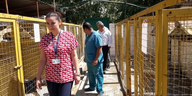 Muğla’daki geçici hayvan barınağında inceleme yapıldı