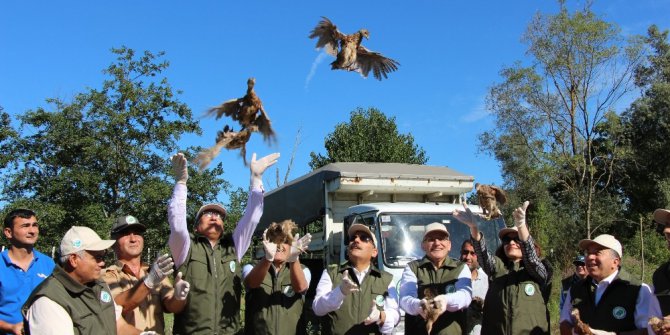 Samsun’da bin sülün doğaya salındı