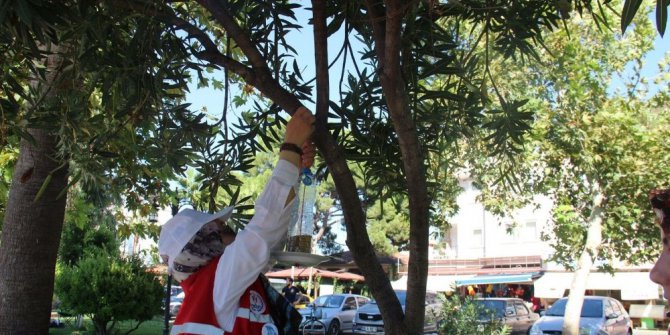 Öğrenciler kuşlar için ağaçlara yemlik astı