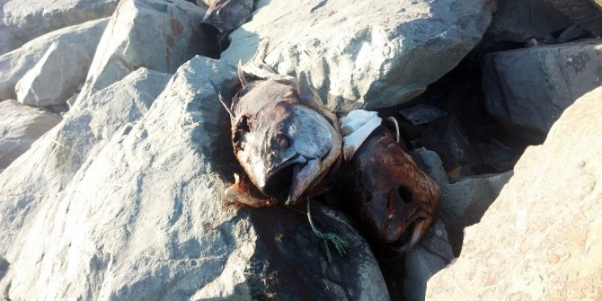 Gürpınar sahilinde kilolarca ağırlığında beş orkinos balığı bulundu