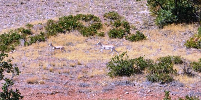 Malatya’da ceylan üretim istasyonu ilgi görüyor