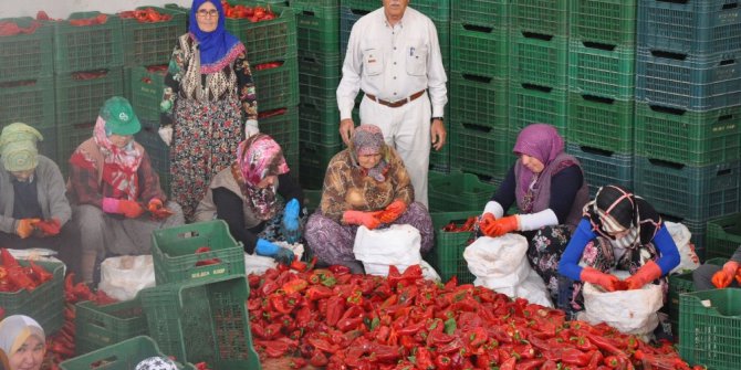 İnegöl’den Hollanda’ya 700 ton salça ihracatı
