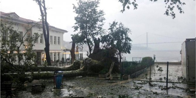 180 yaşındaki tarihi çınar toprağa tutunmaya çalışıyor