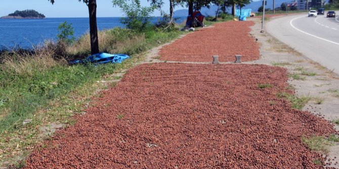Yollar ve kaldırımlar fındık harmanı oldu