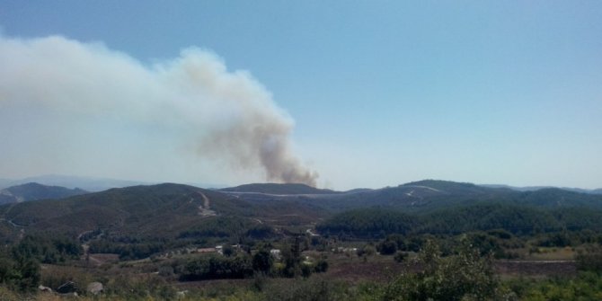 Suriye sınırında orman yangını